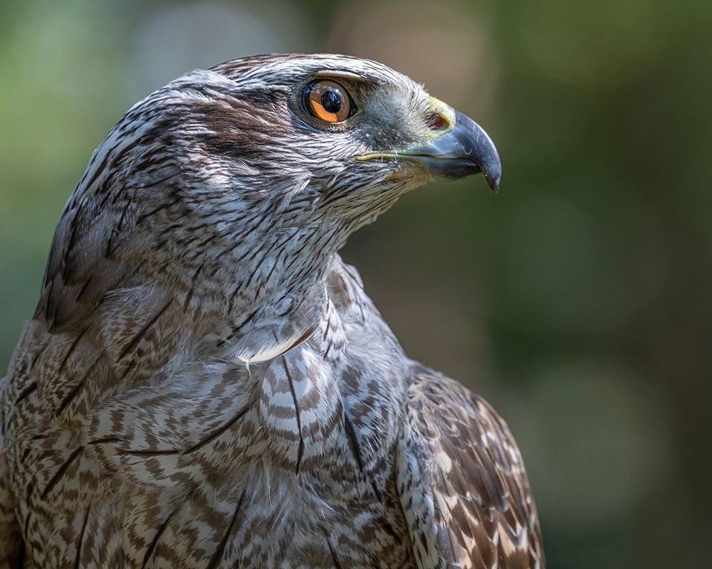 Alaska-Sitka Northern goshawk captive at Alaska Raptor Center